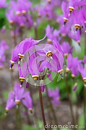 Eastern shooting star Dodecatheon meadia, close-up of pink flowers Stock Photo